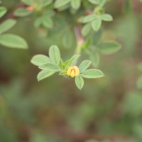 Stylosanthes fruticosa (Retz.) Alston